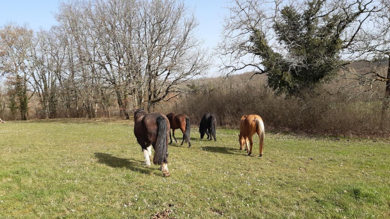 Ferme Brasseyrou - B&B Classique Devillac Εξωτερικό φωτογραφία